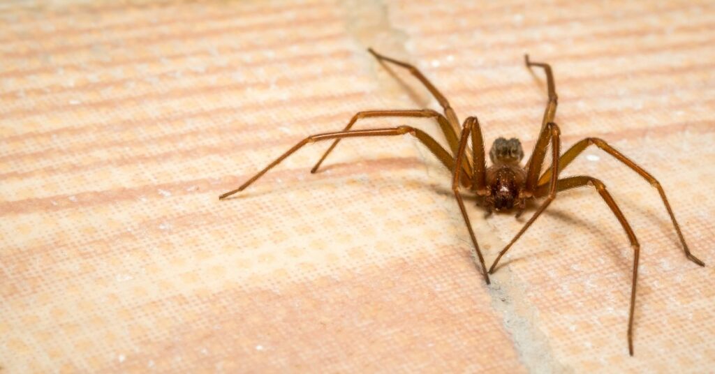 A brown recluse spider lurking on the ground.